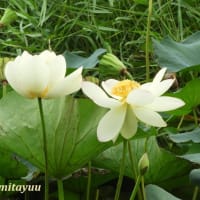 「鵠沼はす池公園」の「ハス」が蓮華座の如き花姿を披露中！！