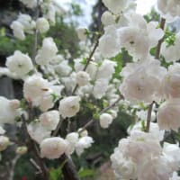 「山庭の春～御衣黄桜な...」