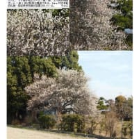 花巡り「梅－366」　久喜市　東大輪付近