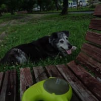 老犬に容赦なしｗ