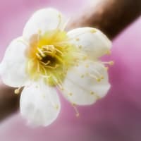 梅の花