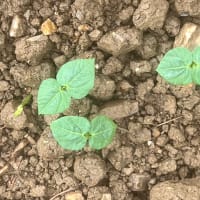 小豆発芽、始まる