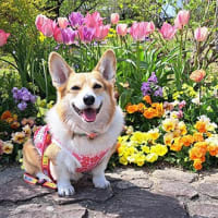 お花さんぽ