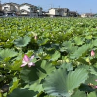 リュウゼツランの花が咲きました