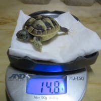 ヒガシヘルマン25えぱ１号誕生ヽ(^0^)ﾉ