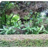 植木場の開拓