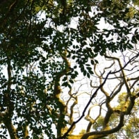 愛媛県伊予市、双海町高野川甲「高野川神社境内のオガタマノキ 」（市指定）です！！