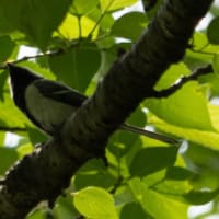 ●浅野川河川敷　新緑の桜の木に鳥（シジュウカラ）