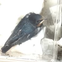 ツバメのヒナ