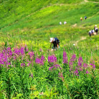 手稲山のヤナギラン