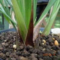 土佐舞子の新芽
