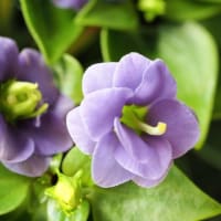 まだ見ぬ花