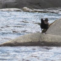 定山渓温泉（カッパ渕）