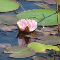 公園花めぐり～その３