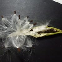 ブルースターの種が跳び出す前　さやと繋がるわたのような細い糸が紡錘形に輝いています。
