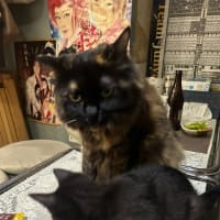 看板猫のいるお店で猫飲み スナック仔猫さん (2408)