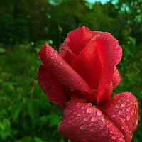 朝の薔薇