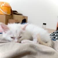 白子猫　寝姿を撮ったどー！