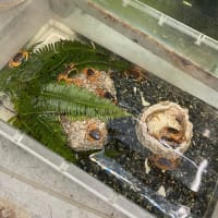 まさかの定番化も復活