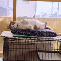 歯医者へ