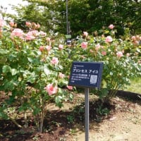 おとぎの森の薔薇
