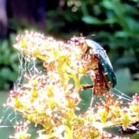 わからない虫！？