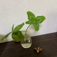 朝の散歩