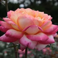 神代植物公園のバラ2011秋549