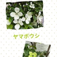 ヤマボウシ