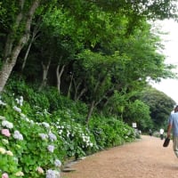 紫陽花が見頃を迎えました。