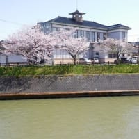射水市下条川の桜