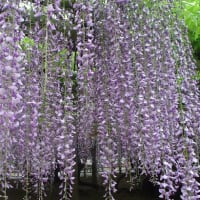 １０年前の平等院の藤