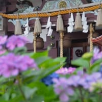 川越八幡宮の紫陽花 ２