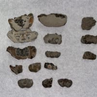 カニの化石拾い