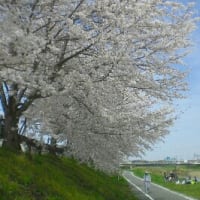 桜満開　春４月