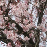 桜、咲き始めました～
