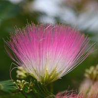 合歓の花（ねむのはな）