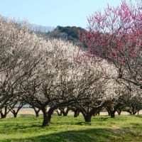 ３月（弥生）に入りました。