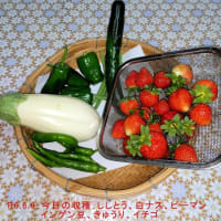 色々な野菜の作業