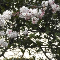 近所の桜見物