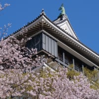 2022年 小倉城の桜を撮る X-Pro3 X100V