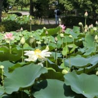ニ千年の時を経て開花した大賀ハス～府中郷土の森公園～