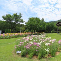 明石海峡公園２０２５年６月その４