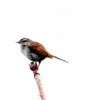06/20探鳥記録写真-2：はまゆう公園の鳥たち（ウグイス、ホオジロ、）