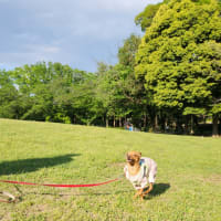 府中の森公園