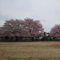生きて桜が観れたＮＯ1