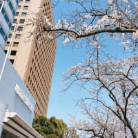 桜の開花状況と休館日のお知らせ