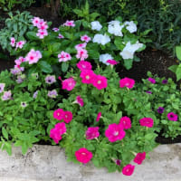 うっとりね　うちの花壇は　花盛り🌹