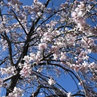 早咲きの桜咲く散策道