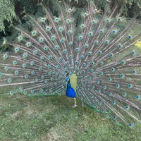 モネの庭、バガテル公園＊孔雀に会わないと帰れない＊